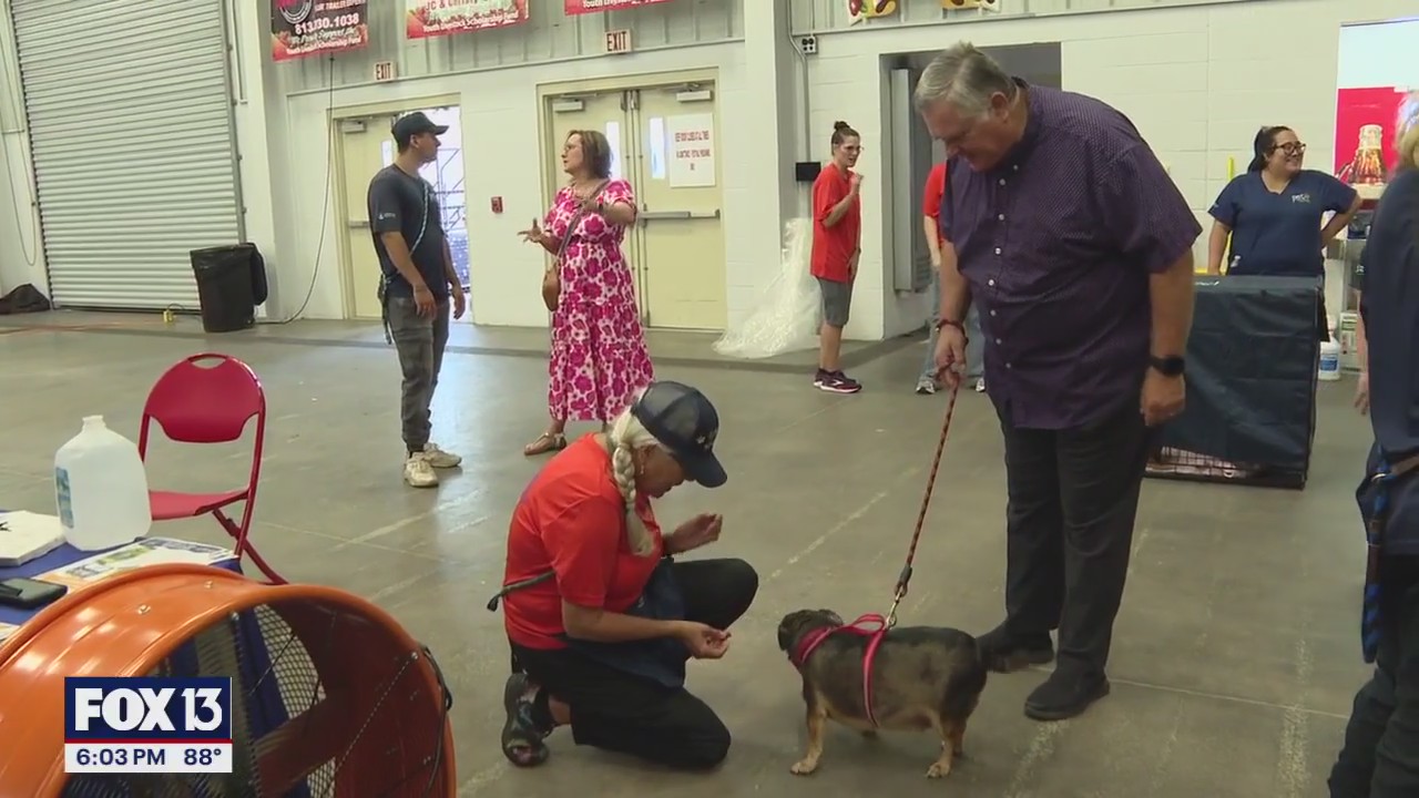 Mega pet adoption event