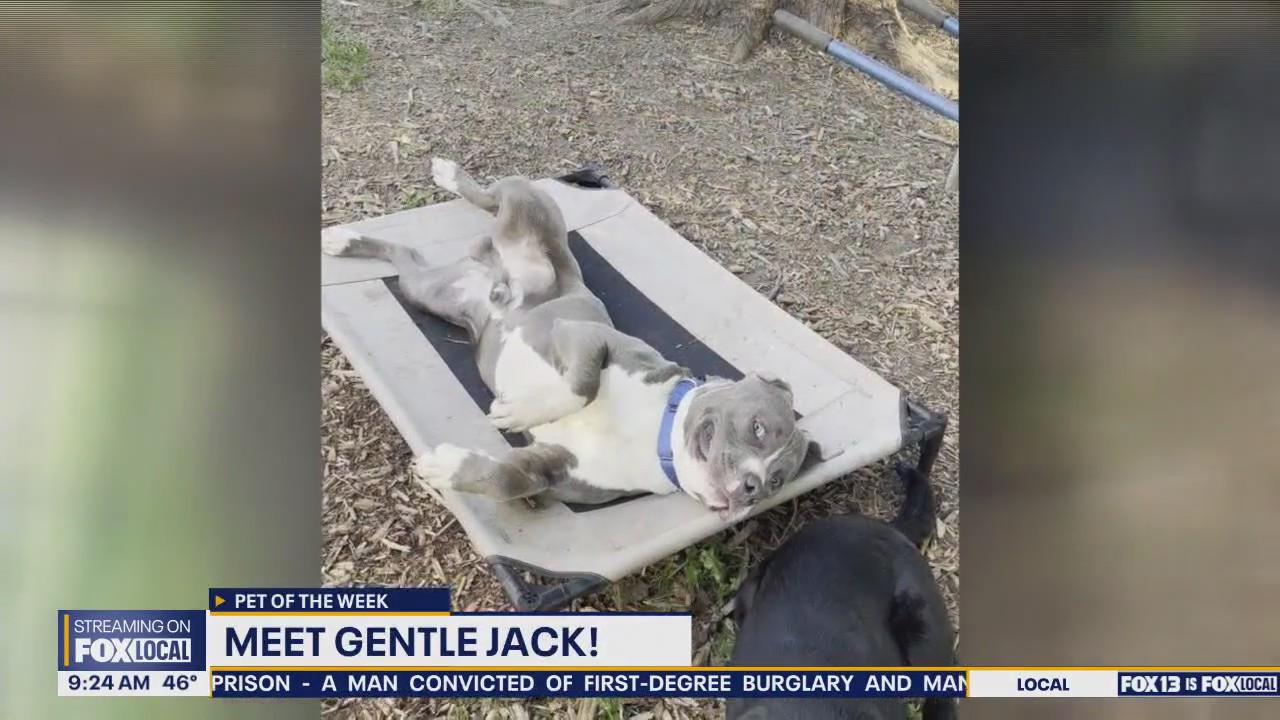Pet of the Week: Gentle Jack