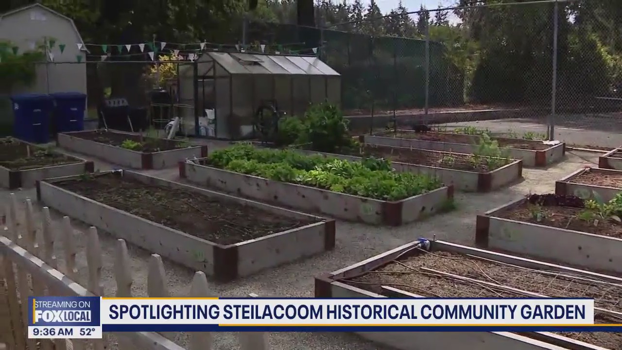 Steilacoom Historical Community Garden provides for local food bank