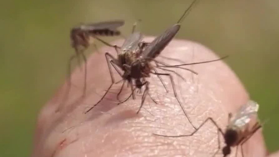 Does eating garlic really help to prevent mosquito bites?