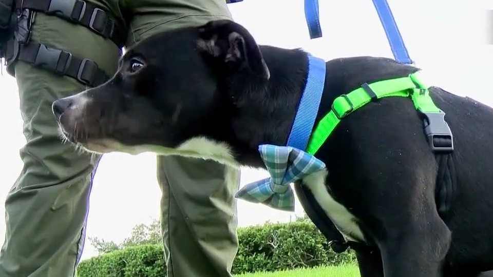 Puppy rescued from trash compactor in Daytona Beach