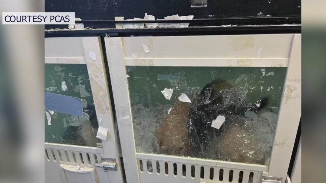 Pet store permit revoked after sick animals found