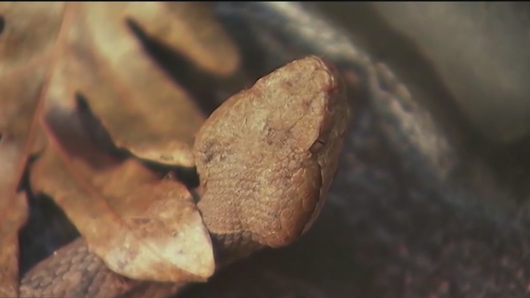 Snakebite sends woman to hospital for days