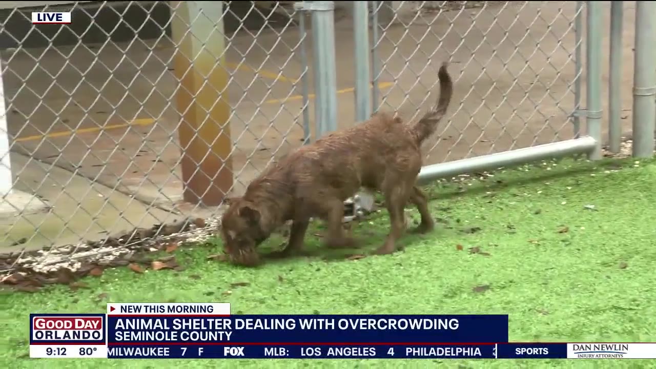 Seminole County Animal Shelter dealing with overcrowding