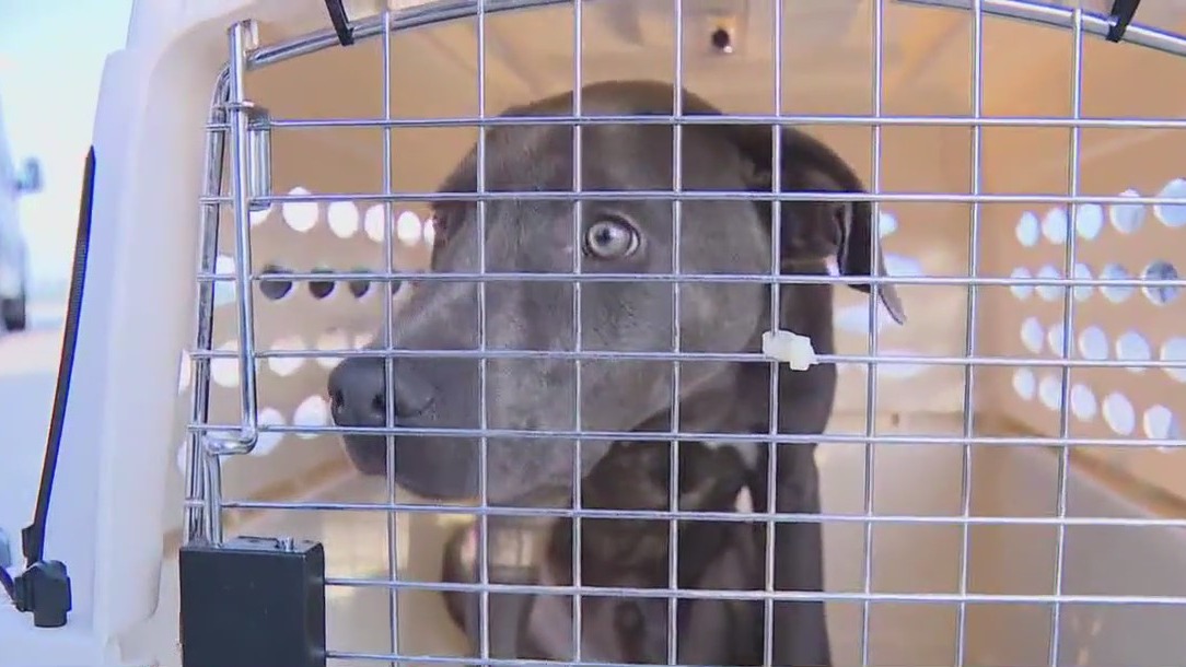 Texas floods: Animals rescued by Houston, DFW organizations