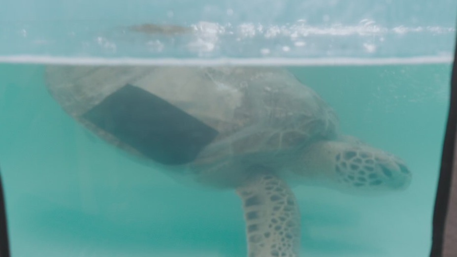 Texas State Aquarium: Austin Travels