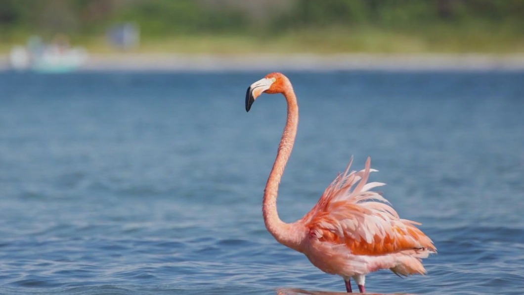 Tracking flamingo migration
