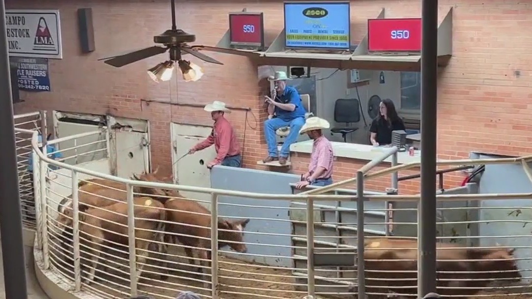 Explaining high beef prices