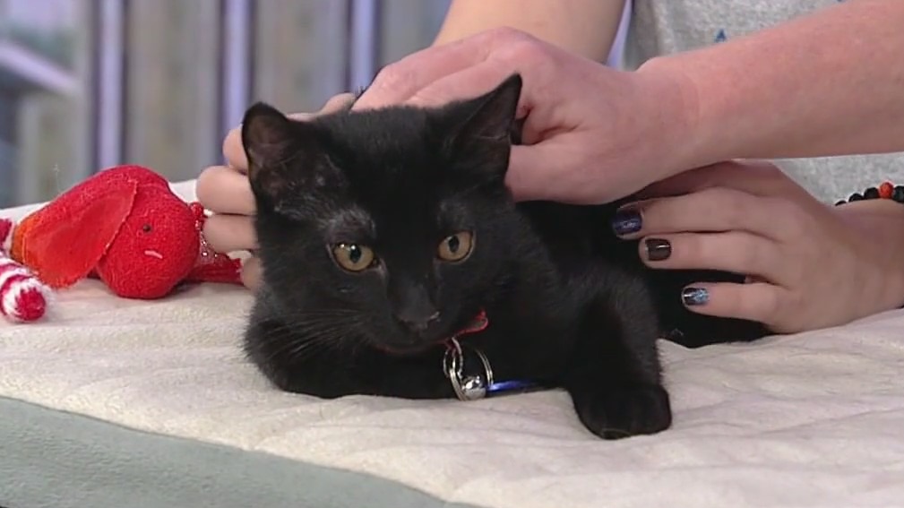 Meet Squeaks: Our Pet of the Day