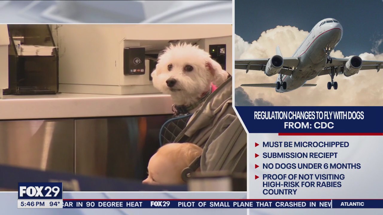 How to fly with dogs: CDC changes regulation