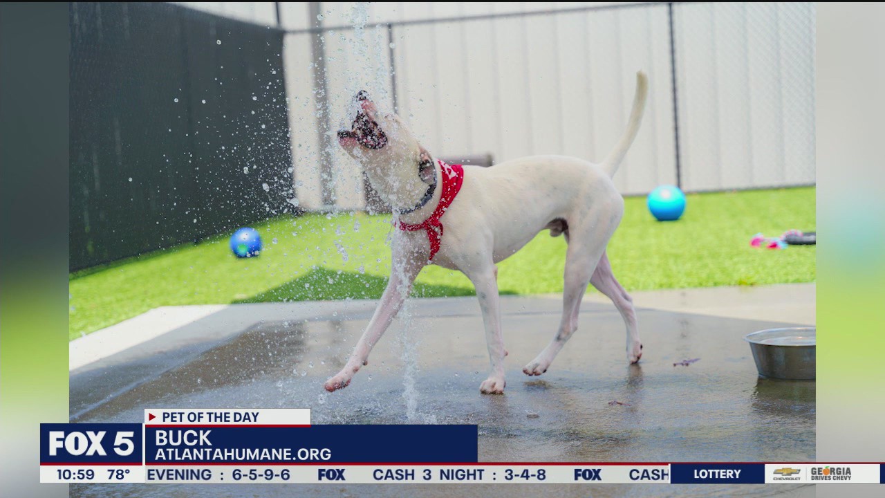 Meet Buck, Good Day Atlanta's pet of the day for Oct. 8