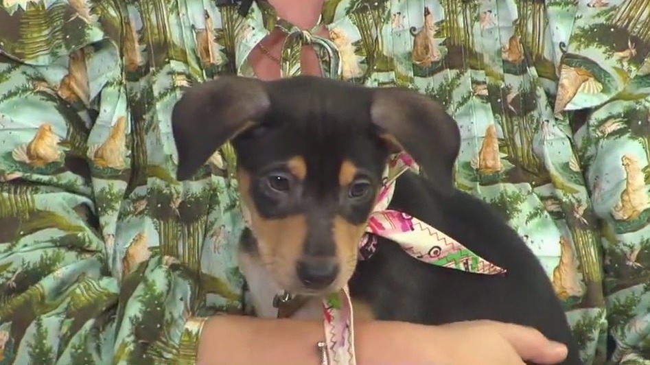 Pet of the Week: Rosemary