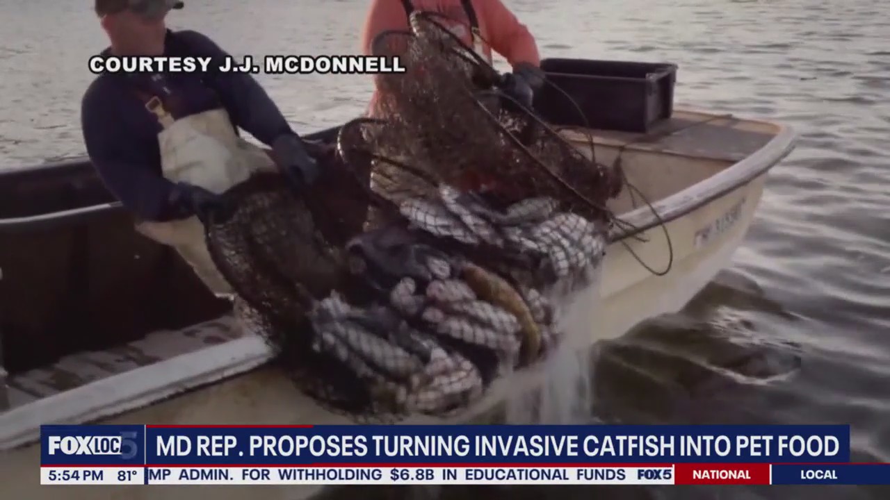 MD congresswoman proposes turning invasive catfish into pet food