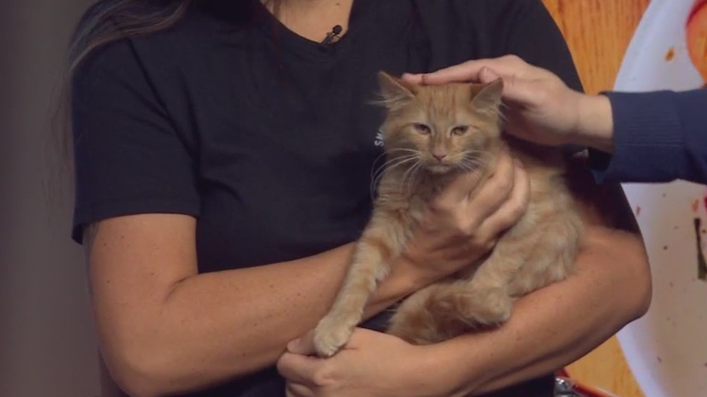 Oltorf Block Party at Loro