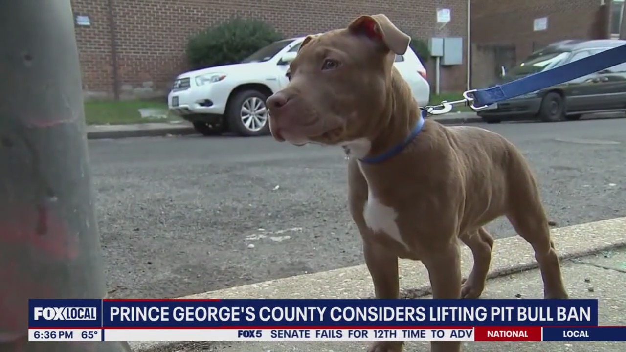 New bill may allow pit bulls in Prince George's County
