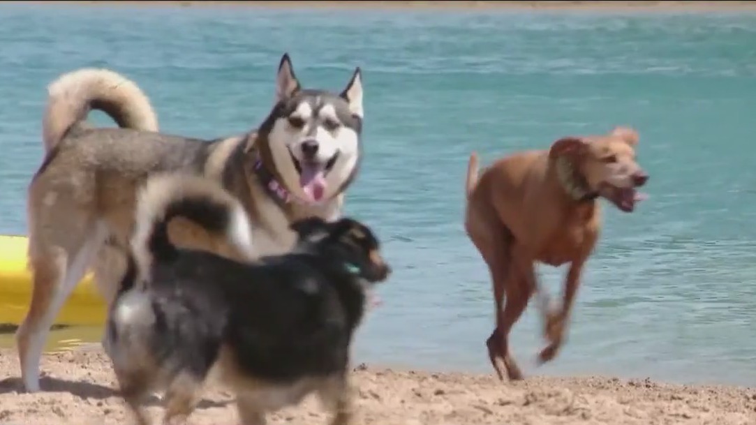 Summer beach safety for dogs: What vets want you to know