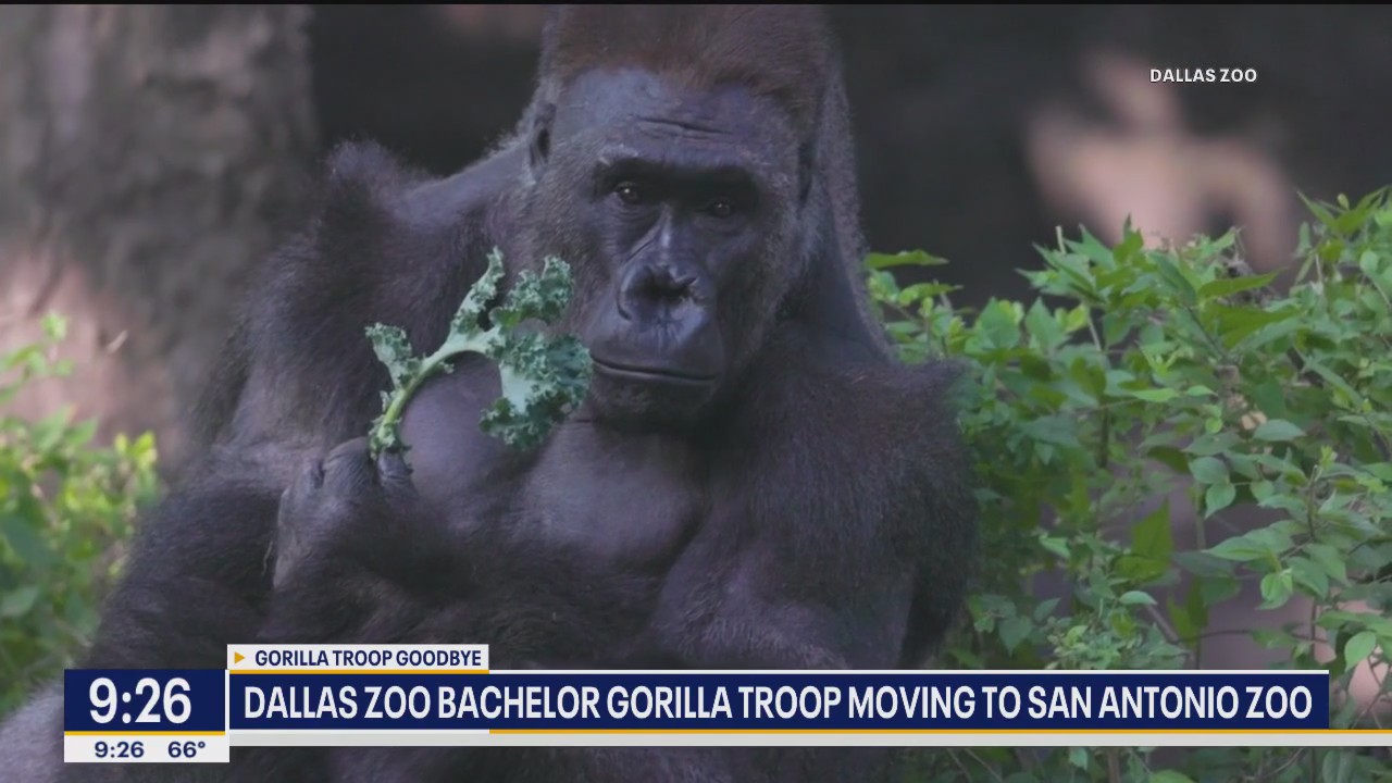 Dallas Zoo bachelor gorillas moving to San Antonio Zoo