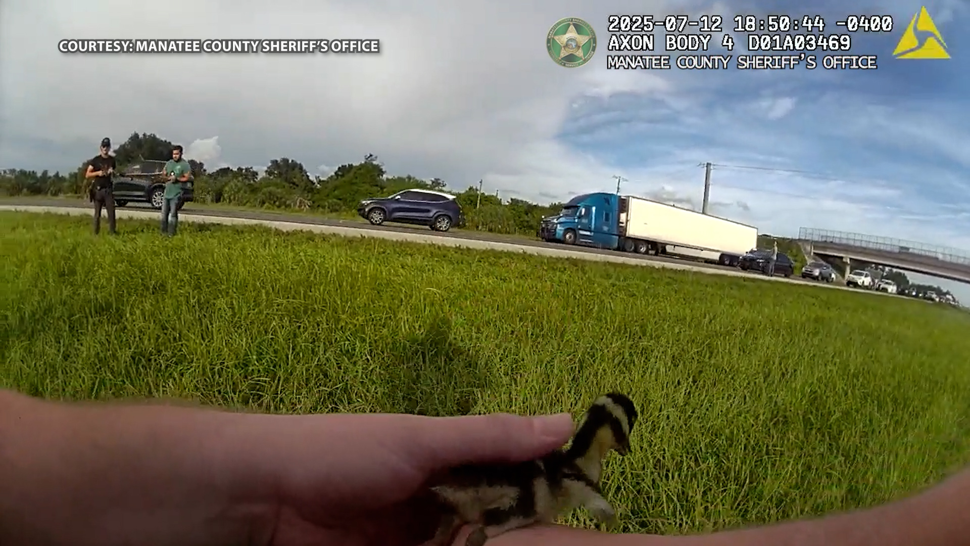 Manatee County deputies save ducklings on I-75