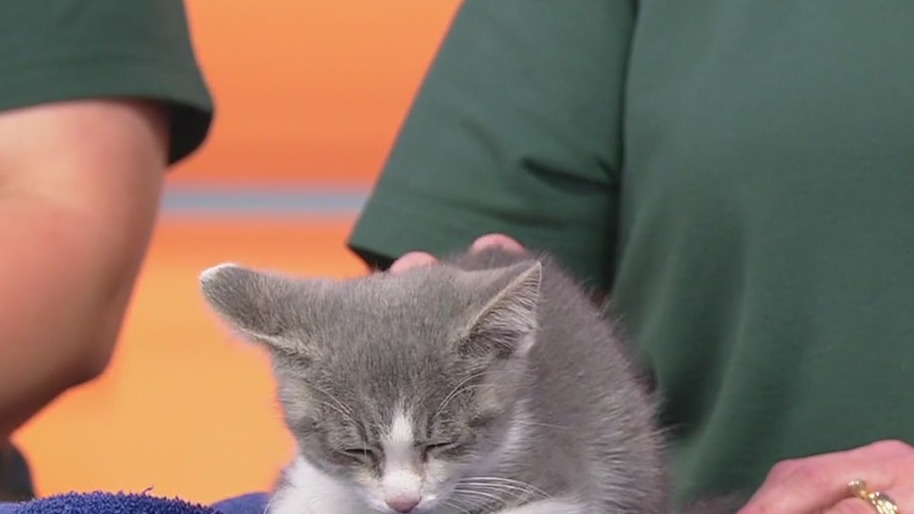 Meet Flash: Our Pet of the Day