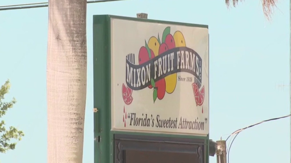 Manatee County may buy iconic Mixon Fruit Farms