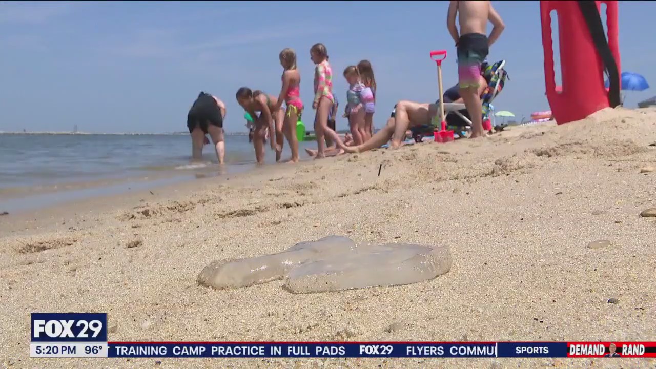 Dentro del problema de las medusas en Rehoboth Beach