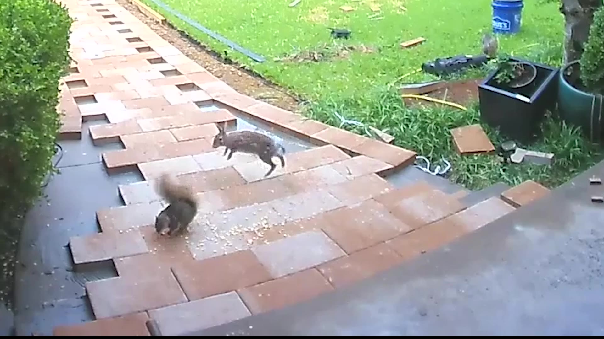 Rabbit and squirrel have adorable duel over food