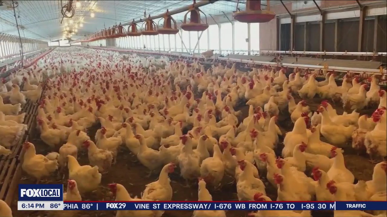 Feds looking to limit salmonella in chicken products
