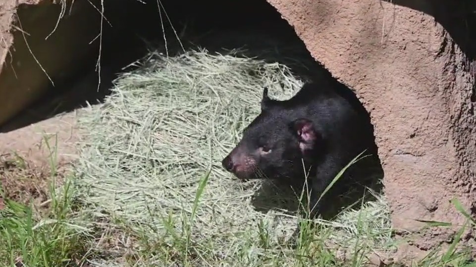 LA Zoo welcomes Tasmanian devils
