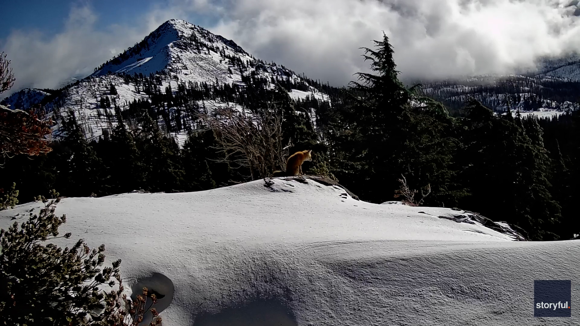 Rare red fox caught on camera in California mountains