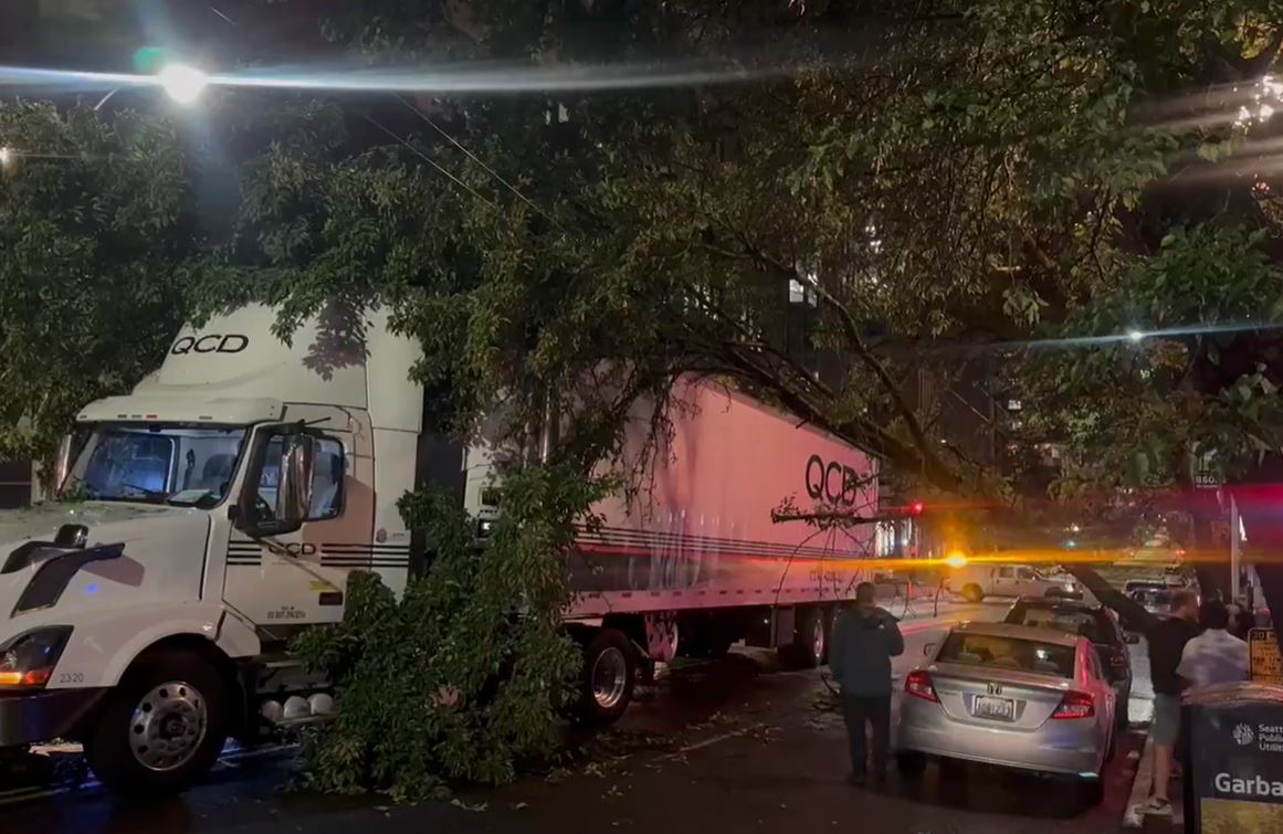 Seattle tree struck by lightning falls on man's truck | FOX 13 Seattle