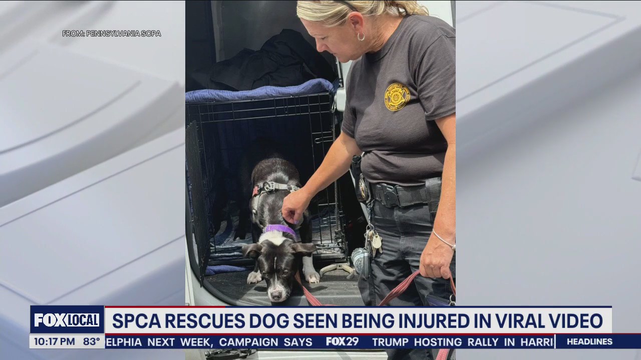 Pennsylvania SPCA rescues dog being injured in viral video