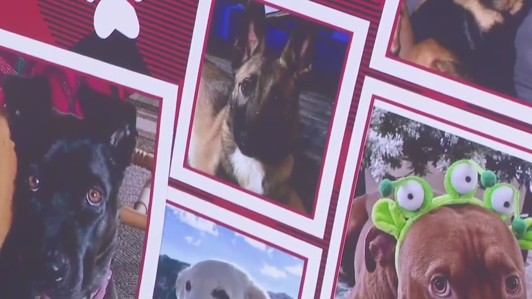 Dog owners demand justice in deadly dog training case