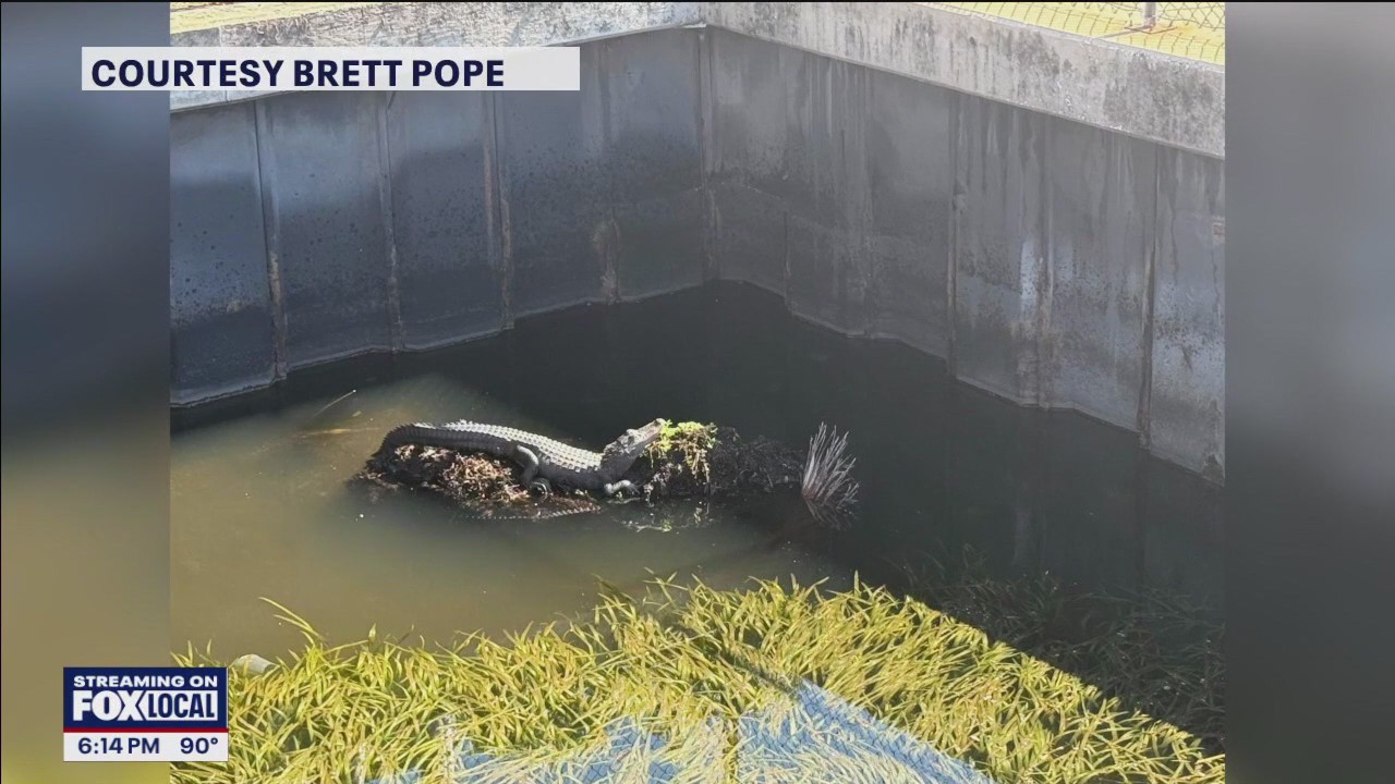 Gator hanging out near a Seminole restaurant