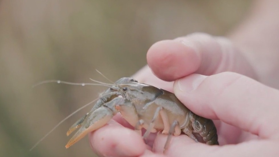 Crayfish and dragonflies: Unique relationship