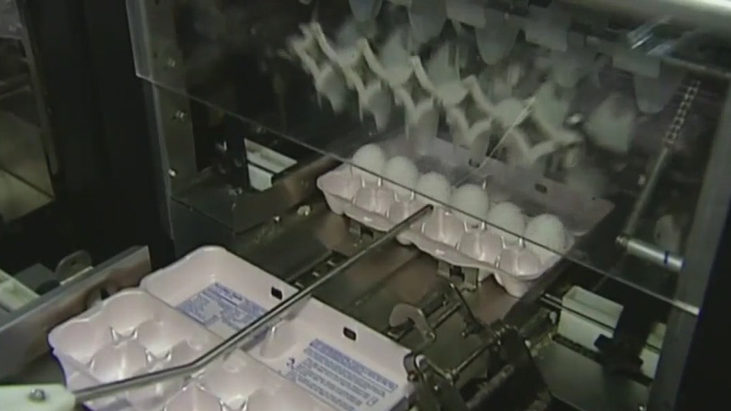 DOJ to investigate egg prices