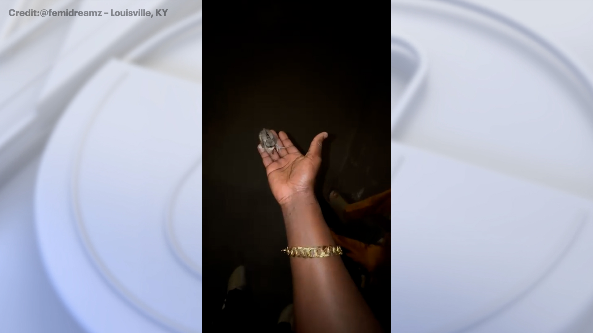 Friends rescue baby bird from storm drain and reunite it with mother