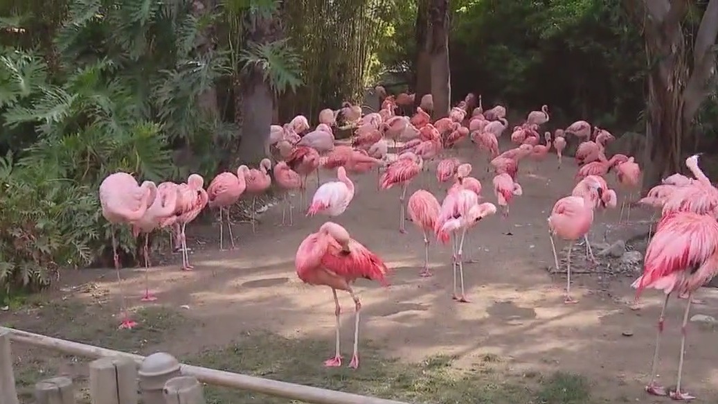 LA Zoo prices to go up