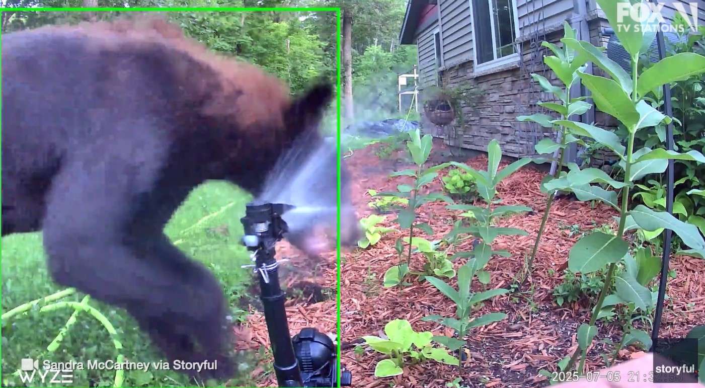 Bear shocked by sprinkler