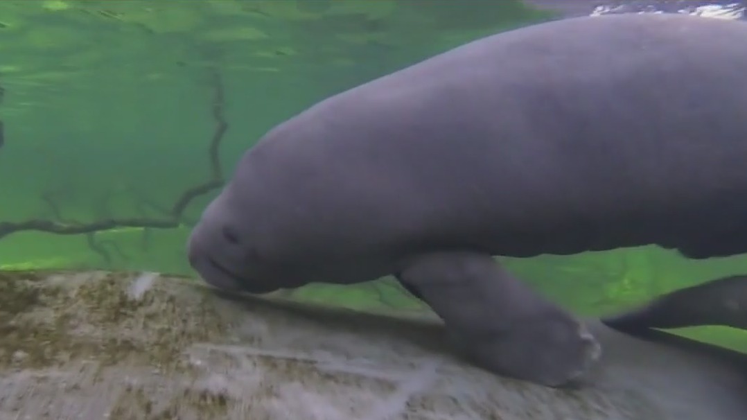 Report: Manatee deaths on the rise in Florida