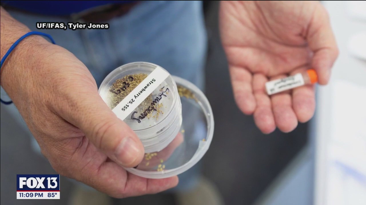 Tampa Bay area strawberry seeds headed to space