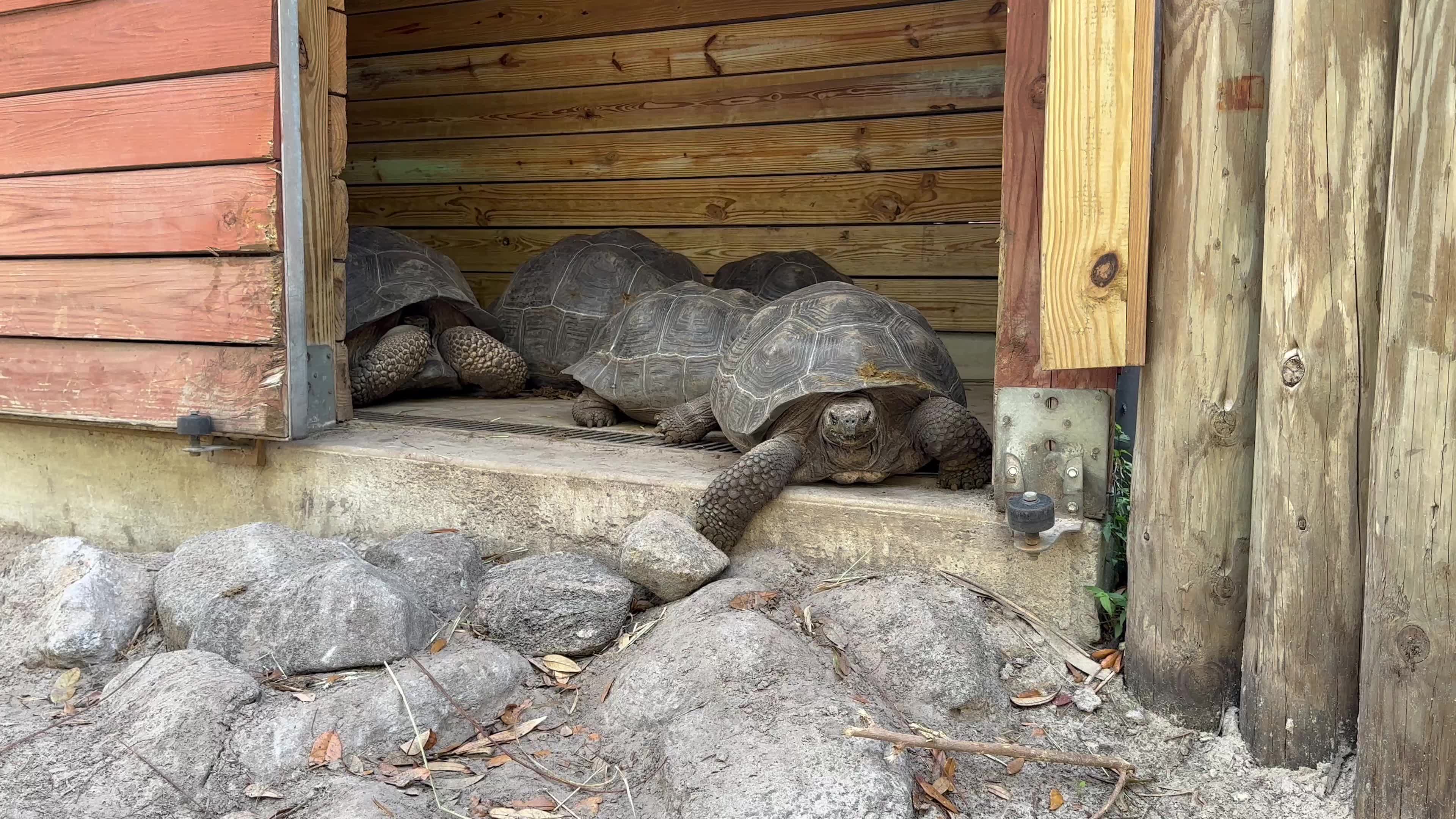 Tortoises staying warm in a nighthouse at ZooTampa