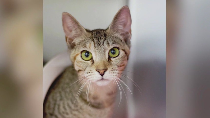 Meet Elora: Our Pet of the Day