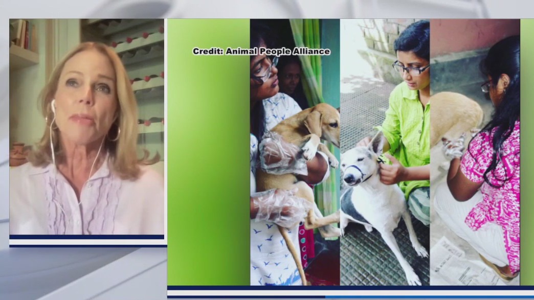 Singer Belinda Carlisle on her foundation 'Animal People Alliance'