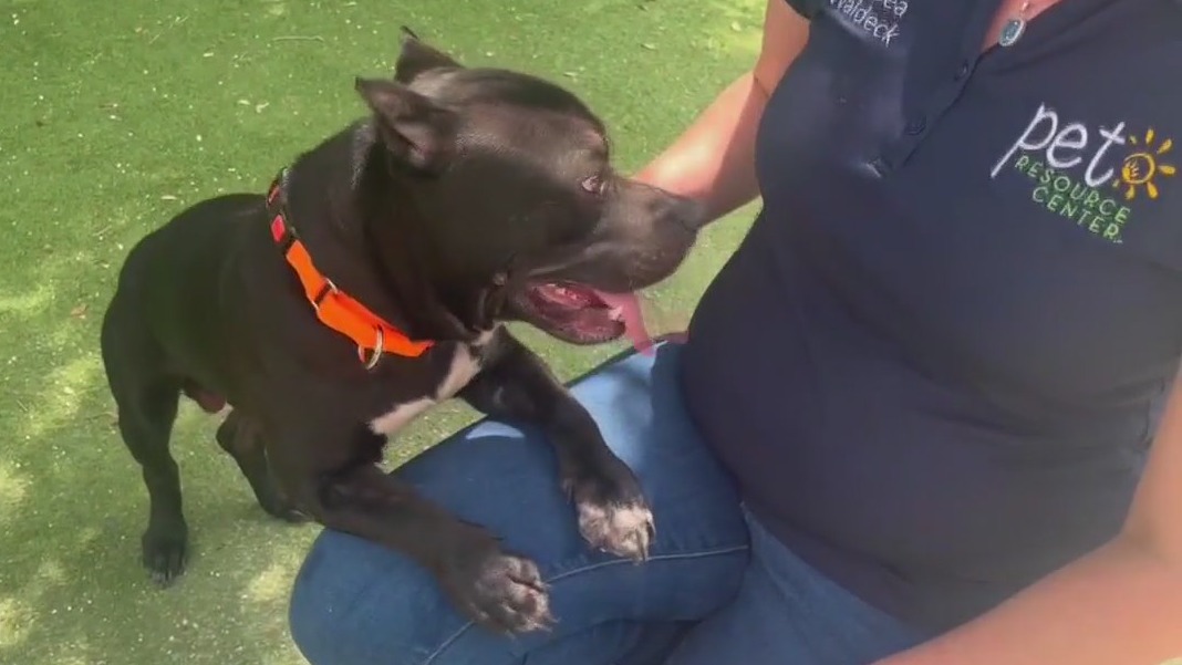 Trooper rescues dog abandoned on I-275