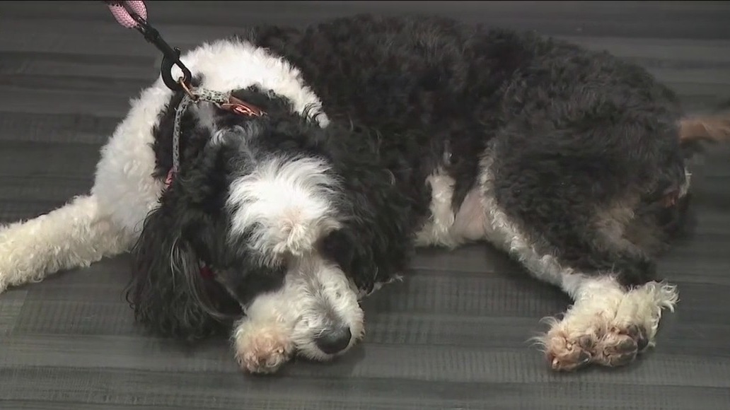 Northbrook’s ‘Movers for Mutts’ kicks off pet supply drive for Border Tails Rescue