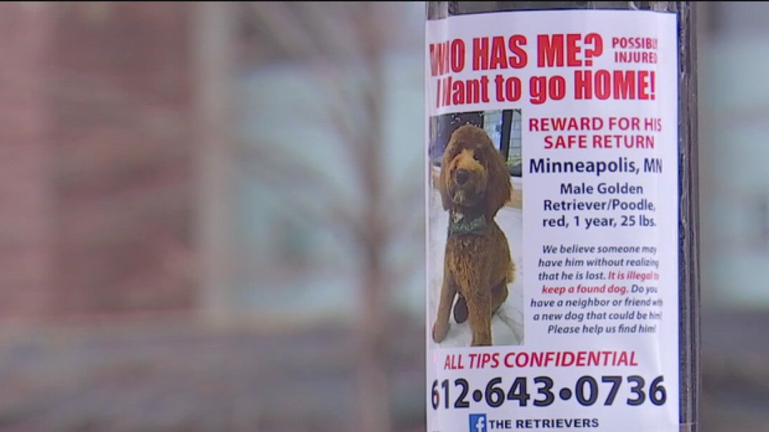 Keeping pets safe on the 4th of July