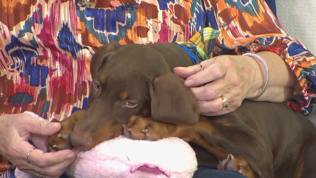 Meet FOX 13's Pet of the Week: Winston