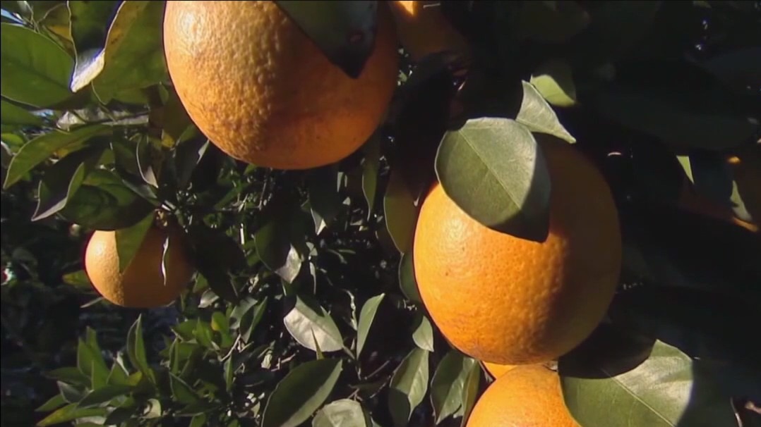 Citrus growers still optimistic after report shows lowest production in more than a century