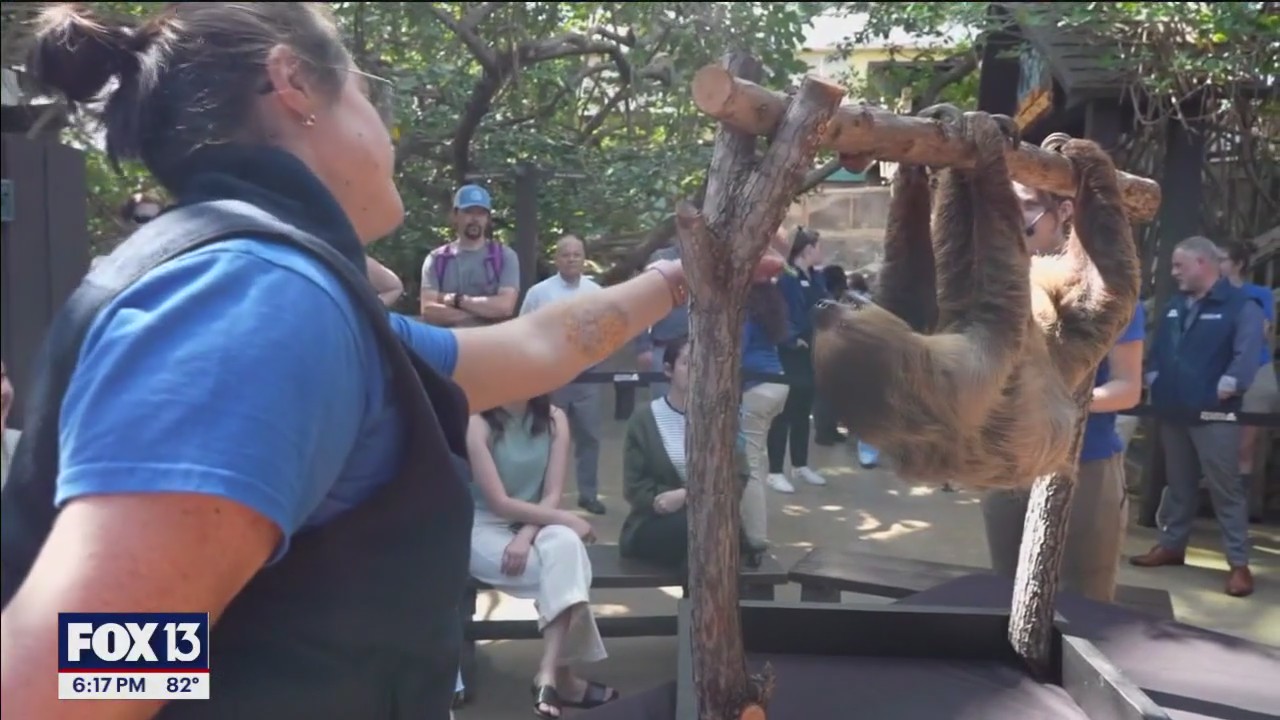 Sloth Encounter experience at Florida Aquarium
