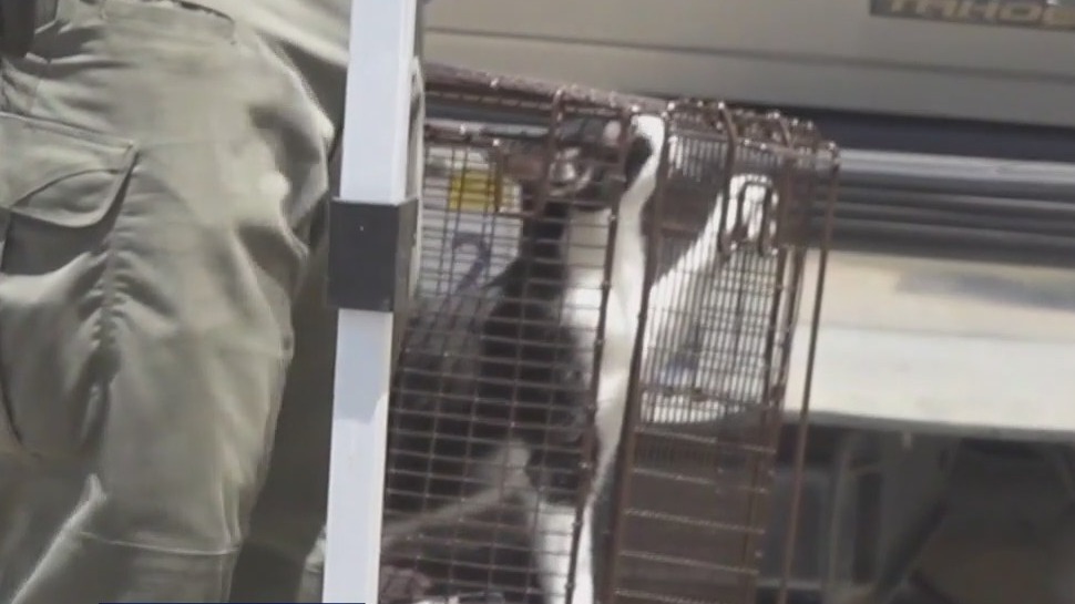 100+ sick cats rescued from Fullerton home